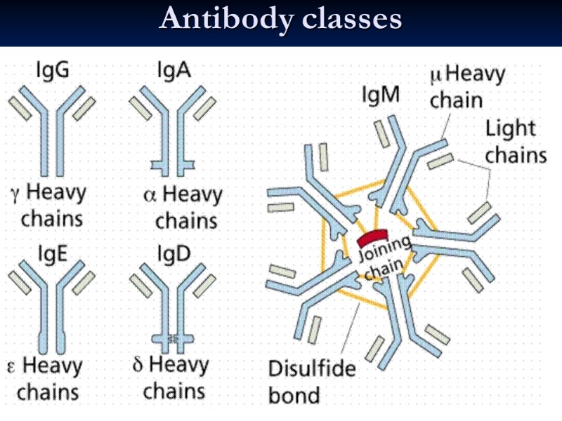 Antibody classes